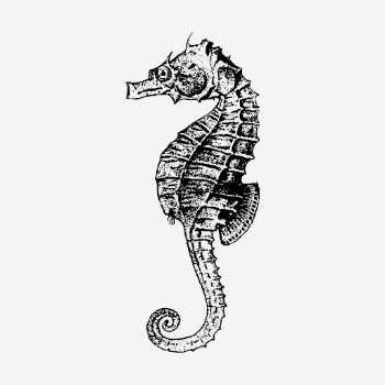 Vintage seahorse sticker, aquatic animal | Free PSD - rawpixel