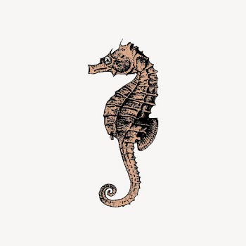 Vintage seahorse sticker, aquatic animal | Free Vector - rawpixel