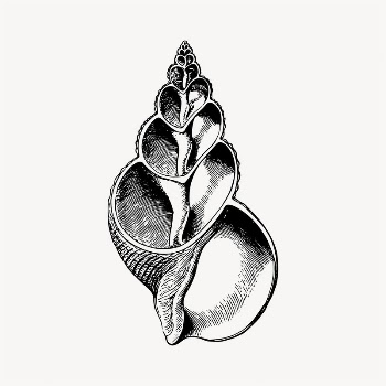 Vintage seashell object illustration clipart | Free Vector - rawpixel