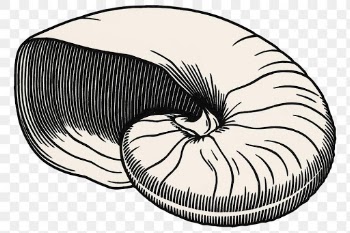 Vintage seashell png sticker hand drawn