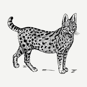Vintage serval, wild cat clipart | Free PSD Illustration - rawpixel