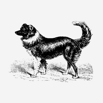 Vintage sheep dog, animal illustration. | Free Photo Illustration - rawpixel