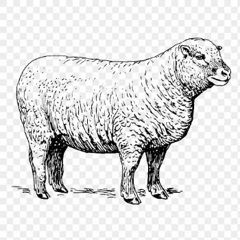 Vintage sheep png, farm animal | Free PNG Illustration - rawpixel