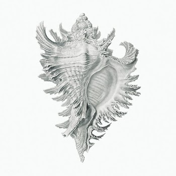 Vintage shell marine life illustration | Free public domain illustration - 2298004