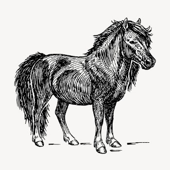 Vintage Shetland pony, animal clipart | Free Vector Illustration - rawpixel