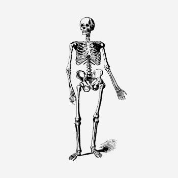 Vintage skeleton hand drawn illustration. | Free Photo - rawpixel