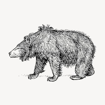 Vintage sloth bear, animal illustration | Free Vector Illustration - rawpixel
