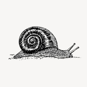 Vintage snail, animal illustration vector. | Free Vector Illustration - rawpixel