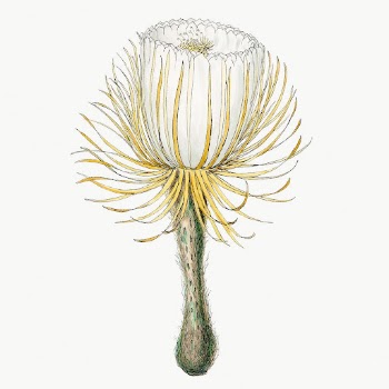 Vintage Snake cactus drawing, classic | Free Photo Illustration - rawpixel