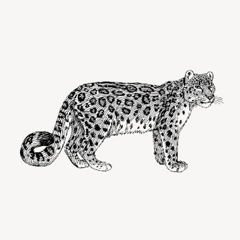 Vintage snow leopard, animal illustration | Free Vector Illustration - rawpixel