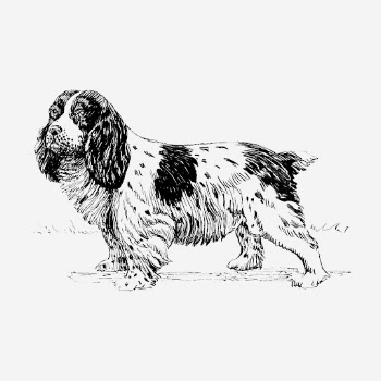 Vintage spaniel dog, animal illustration. | Free Photo Illustration - rawpixel