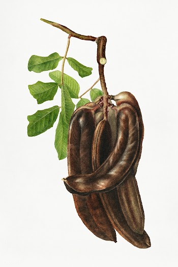 Vintage St John's bread illustation. Digitally enhanced illustrati.. | Free public domain illustration - 2297679