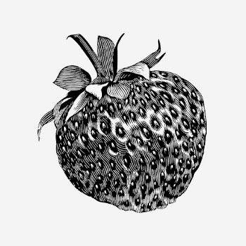 Vintage strawberry, citrus fruit drawing. | Free Photo - rawpixel