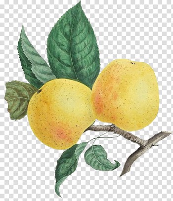 Vintage Stuff s, pear fruits on branch transparent background PNG clipart