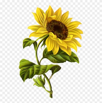 Vintage Sunflower Vector No Background Download - Sunflower Drawing
