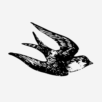 Vintage swallow bird, animal illustration. | Free Photo Illustration - rawpixel