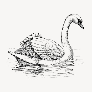 Vintage swan, animal illustration vector. | Free Vector Illustration - rawpixel