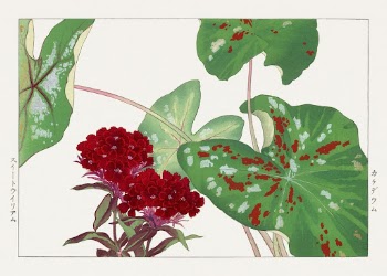 Vintage sweet william flower, ukiyo | Free Photo Illustration - rawpixel