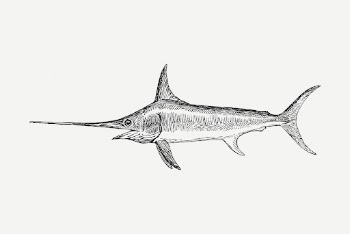 Vintage swordfish, animal illustration psd. | Free PSD Illustration - rawpixel