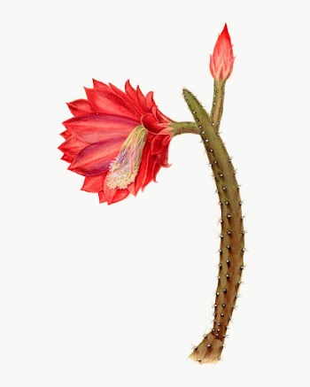 Vintage The Sun cactus drawing, | Free Photo Illustration - rawpixel