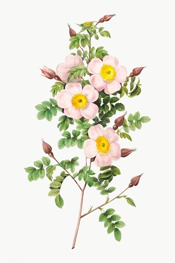 Vintage thornless Burnet rose drawing | Free stock vector - 574146