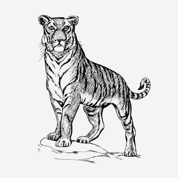 Vintage tiger, animal illustration. Free | Free Photo Illustration - rawpixel