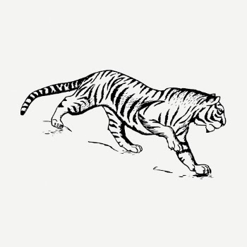 Vintage tiger, wild animal clipart | Free PSD Illustration - rawpixel