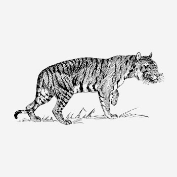 Vintage tiger, wild animal illustration. | Free Photo Illustration - rawpixel