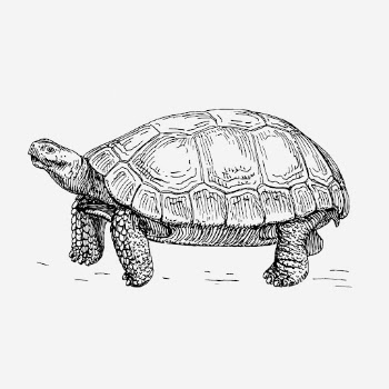 Vintage tortoise, animal illustration. Free | Free Photo Illustration - rawpixel