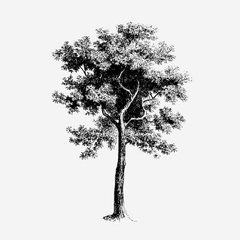 Vintage tree, botanical, nature illustration. | Free Photo Illustration - rawpixel