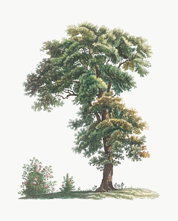Vintage tree drawing | Free stock vector - 573869