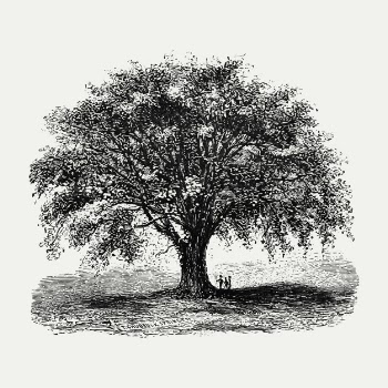 Vintage tree illustration