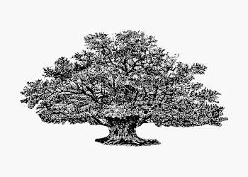 Vintage tree illustration | Free stock vector - 556595