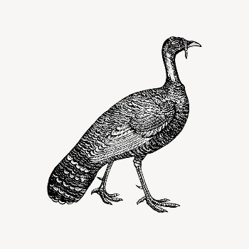 Vintage turkey collage element/drawing/clipart, xx | Free Vector Illustration - rawpixel