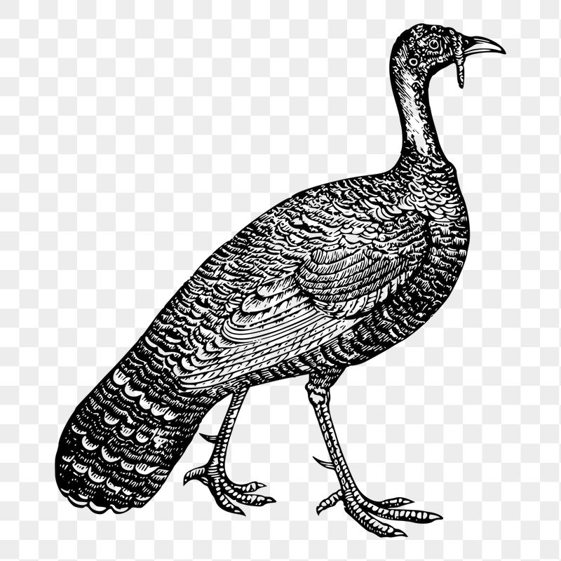 Vintage turkey png sticker xx | Free PNG - rawpixel