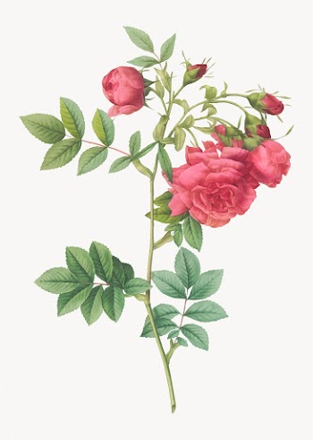 Vintage turnip rose poster | Free stock vector - 574341
