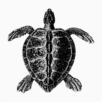 Vintage turtle illustration | Free stock vector - 556606