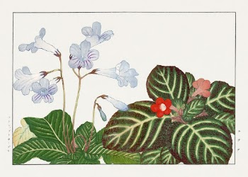 Vintage tydea & cape primrose | Free Photo Illustration - rawpixel