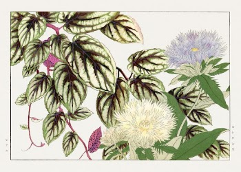 Vintage vitis & stokesia flower, | Free Photo Illustration - rawpixel