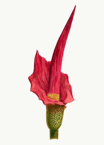 Vintage Voodoo Lily illustration, classic | Free Photo - rawpixel