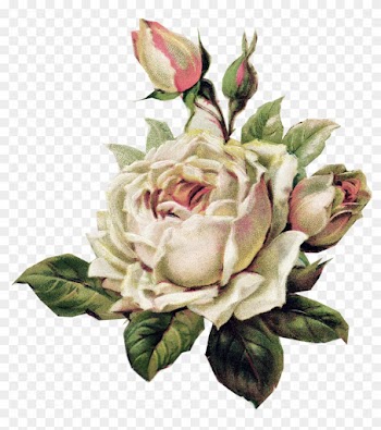 Vintage White Rose - Vintage White Rose Png