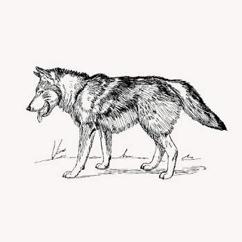 Vintage wolf, animal clipart vector. | Free Vector Illustration - rawpixel