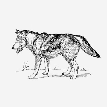 Vintage wolf, wild animal illustration. | Free Photo Illustration - rawpixel