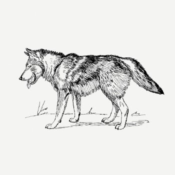 Vintage wolf, wild animal illustration | Free PSD Illustration - rawpixel