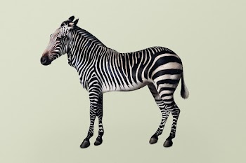 Vintage zebra illustration, remixed from… | Free stock illustration | High Resolution graphic