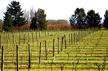 vinyard_1.jpg