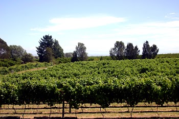 vinyard.jpg