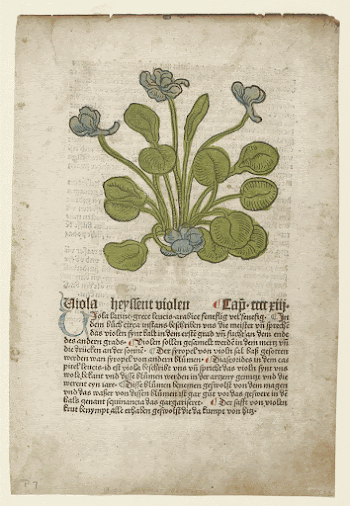 Viola, from Gart der Gesundheit | Free Photo - rawpixel