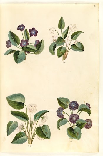 Viola odorata (March violet) by Maria | Free Photo - rawpixel