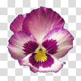 Viola , pink and white floral wreath transparent background PNG clipart